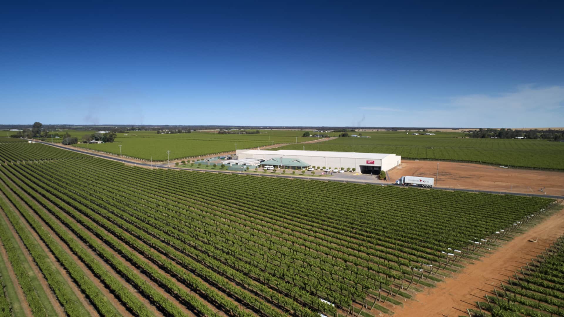 Perfection Grapes Sunraysia Perfection Fresh Australia
